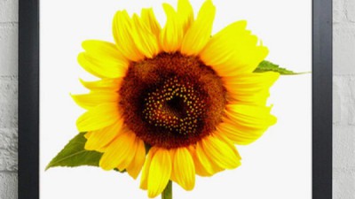 내 마음을 사로잡은 크롬베즈해바라기🌻 득템 후기!